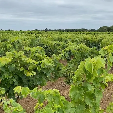 Maison 13p Piscine Chauffee Terrain De Petanque Haimps