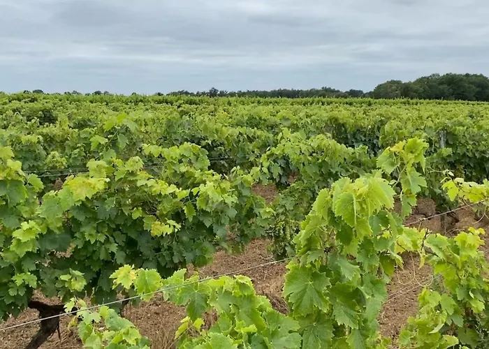 Maison 15p Piscine Chauffe Terrain De Petanque Haimps